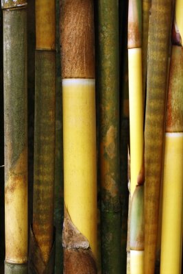 Fotobehang Bruine en gele bamboestengels
