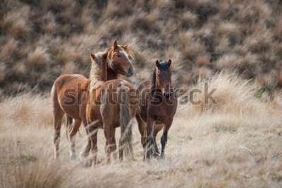 Fotobehang Bruine paarden op een achtergrond van gras