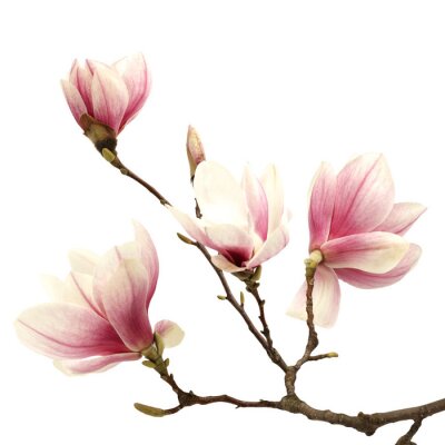 Fotobehang Bruine tak met magnolia's