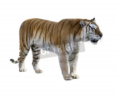 Fotobehang Bruine tijger op een lichte achtergrond