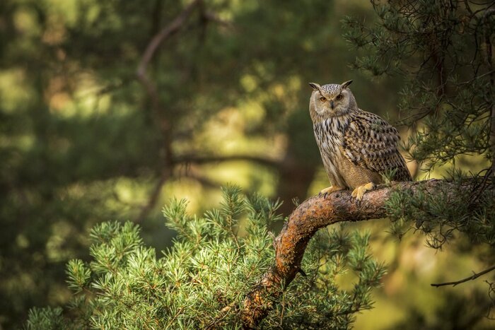Fotobehang Bruine uil op een tak in het bos