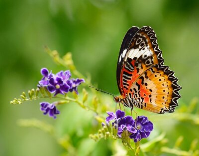 Fotobehang Bruine vlinder op een bloem