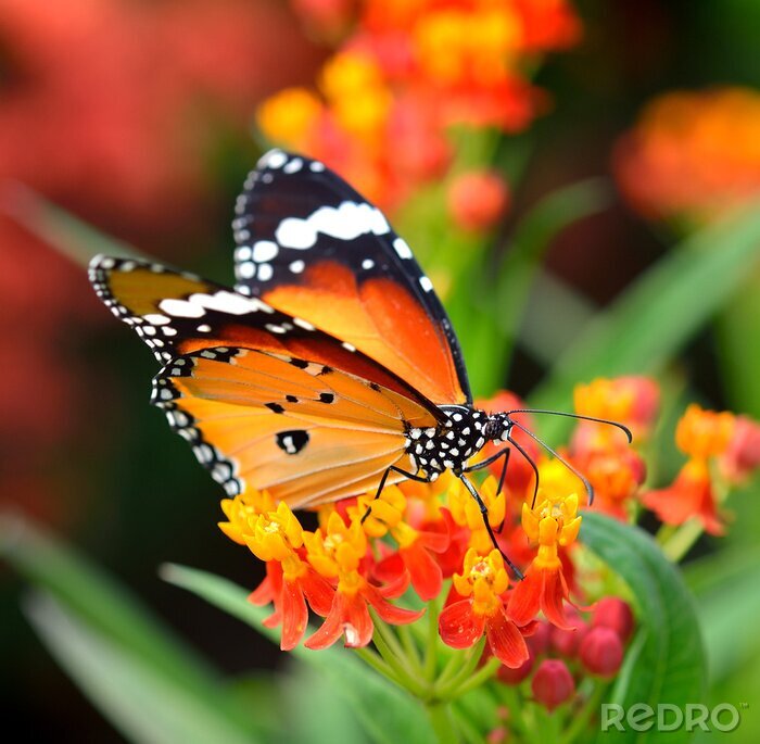 Fotobehang Bruine vlinder zittend op bloemen