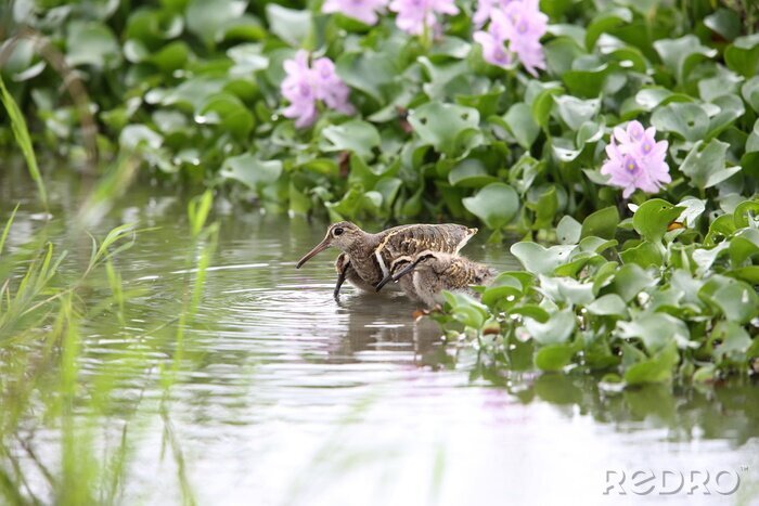 Fotobehang Bruine vogels in een Japans park