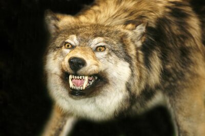 Fotobehang Bruine wolf toont hoektanden
