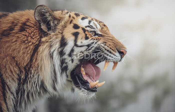 Fotobehang Brullende Bengaalse tijger in de jungle