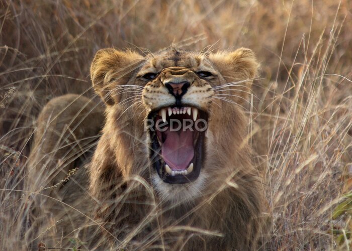 Fotobehang Brullende leeuw in het gras