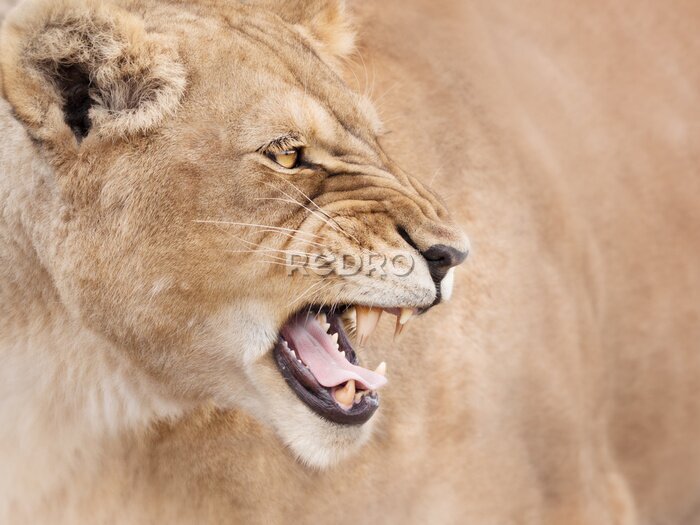 Fotobehang Brullende leeuwin