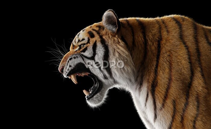 Fotobehang Brullende tijger op zwarte achtergrond