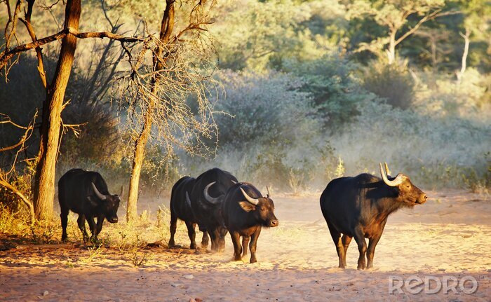 Fotobehang Buffels in de savanne