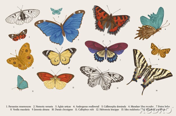 Fotobehang ..Butterflies. Set of elements for design. Vector vintage classic illustration. Colorful