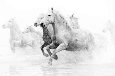 Fotobehang Camargue Paarden die door water rennen
