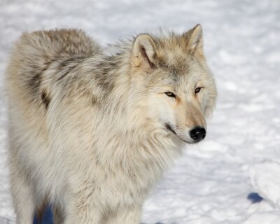 Fotobehang Canadese grijze wolf
