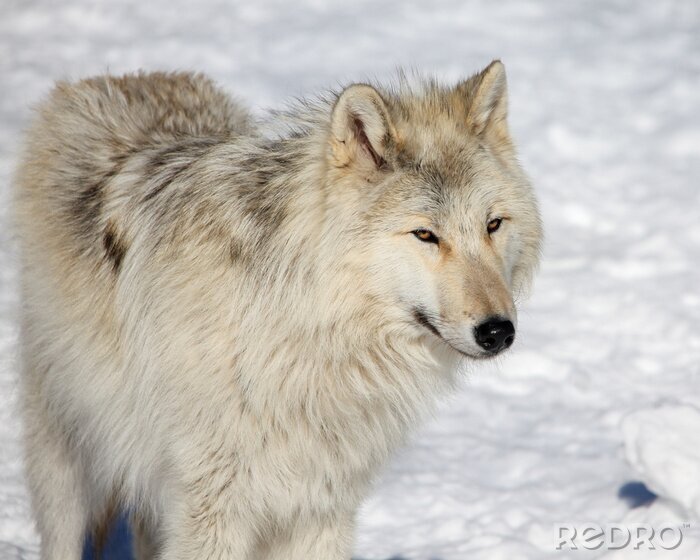 Fotobehang Canadese grijze wolf