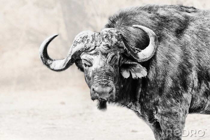 Fotobehang Cape Buffalo in Black + White