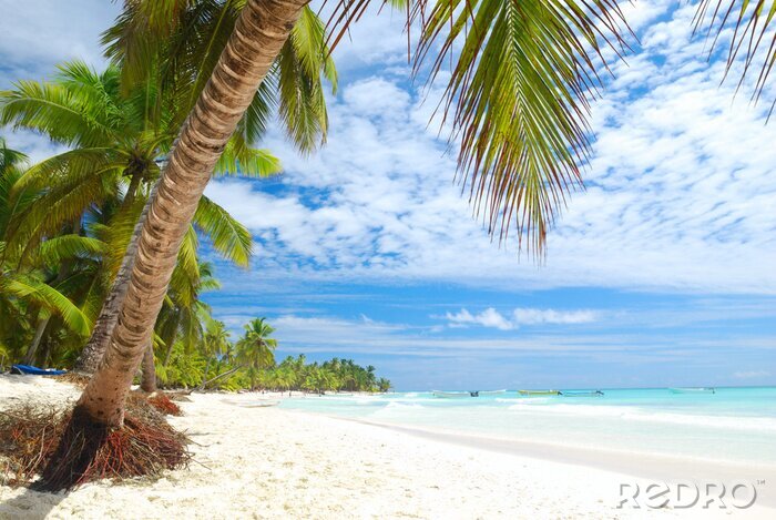 Fotobehang Caraïbische zee en groene palmbomen