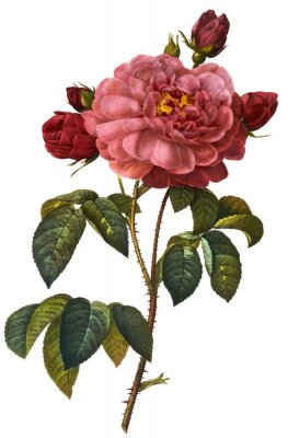 Carmine rozen bloemen op een takje