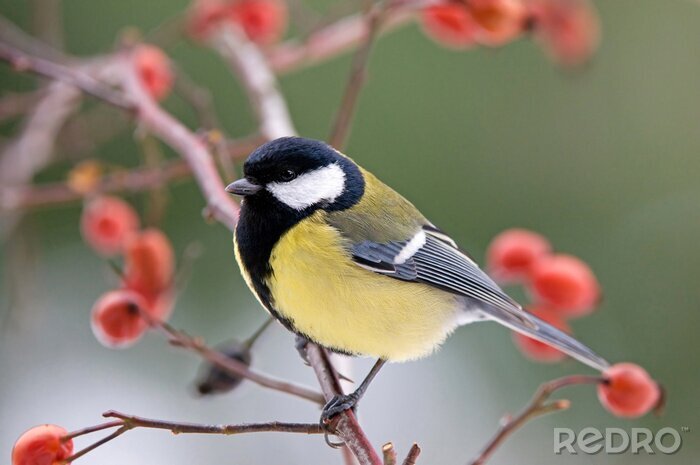 Fotobehang Charmante vogel op de boom