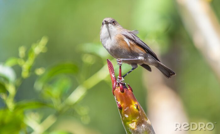 Fotobehang Charmante vogel tussen het groen