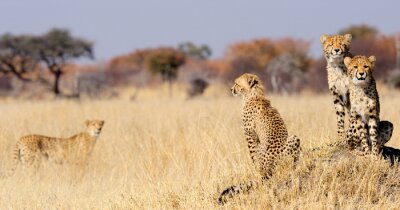 Cheetah welpen op termieten monteren