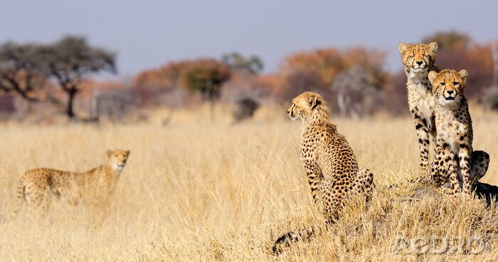 Fotobehang Cheetah welpen op termieten monteren