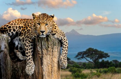 Fotobehang Cheetah zit in een boom