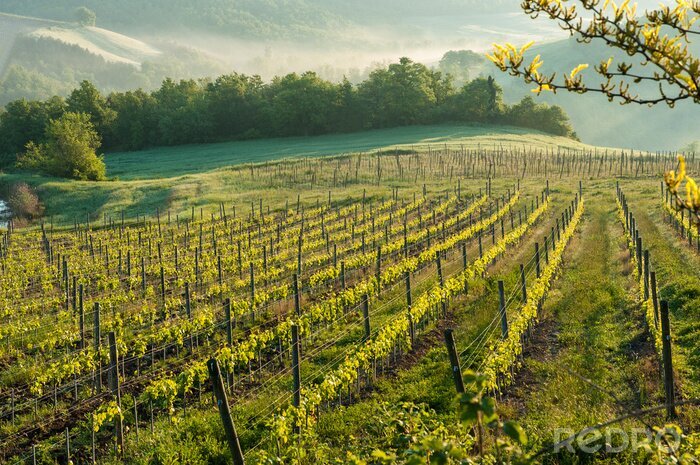 Fotobehang Chianti wijngaard landschap in Toscane, Italië