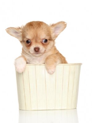 Fotobehang Chihuahua in een houten mand