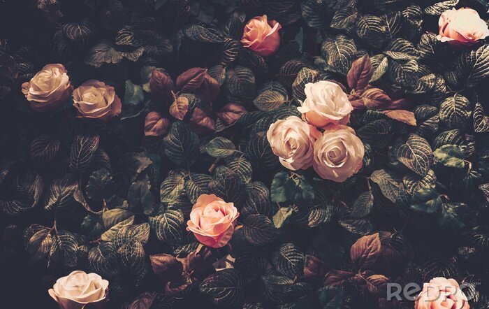 Fotobehang Chique rozen op donkere bladeren