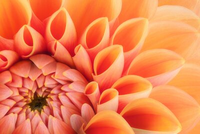 Fotobehang Chrysant close-up