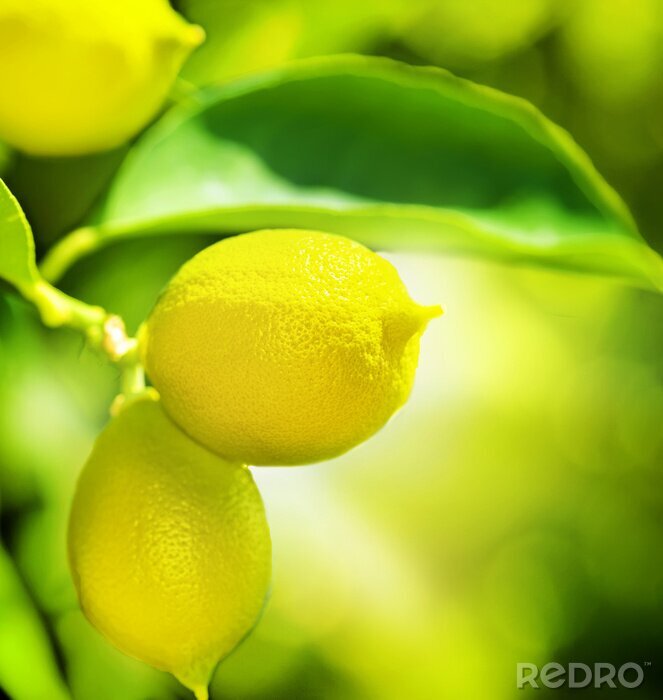 Fotobehang citroen