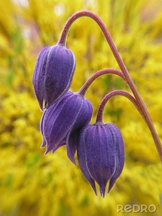 Fotobehang clematis knoppen