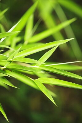 Fotobehang Close-up op bamboe bladeren