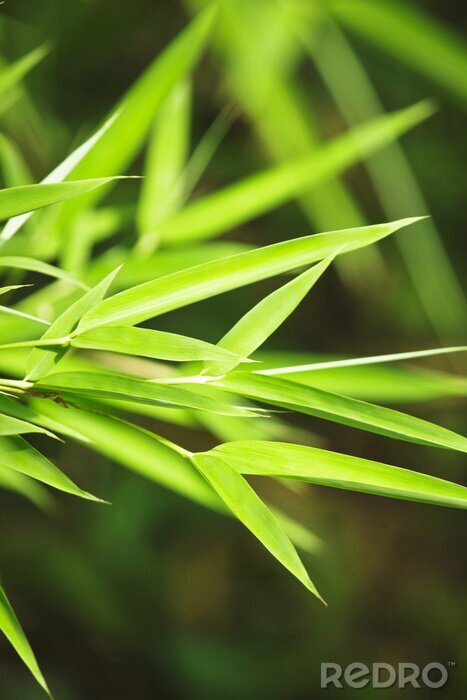 Fotobehang Close-up op bamboe bladeren