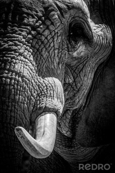 Fotobehang Close-up op de kop van een olifant