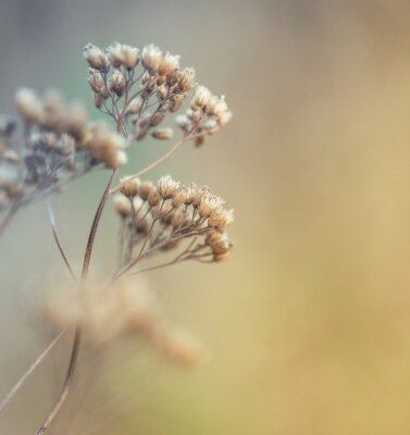 Fotobehang Close-up op droge natuur
