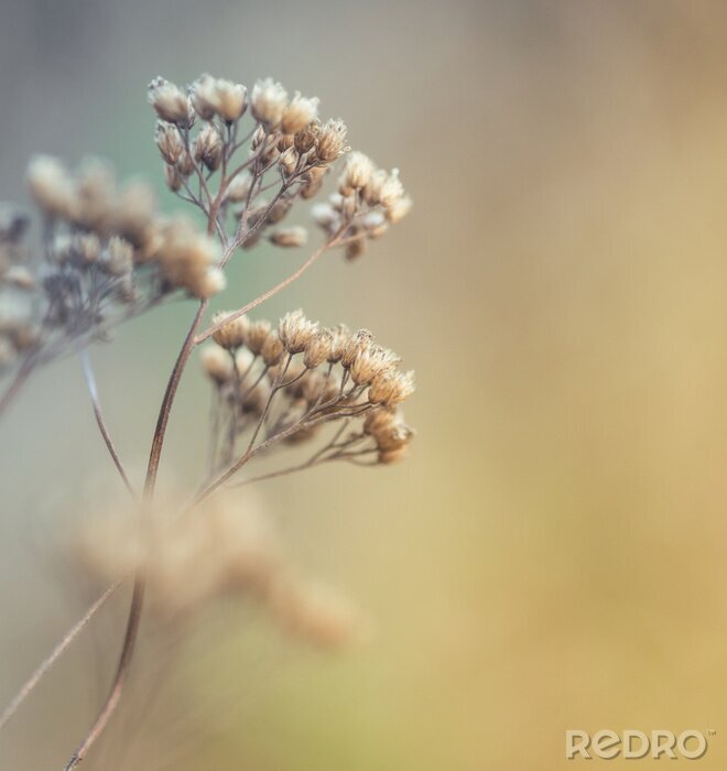 Fotobehang Close-up op droge natuur