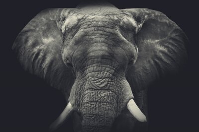 Fotobehang Close-up op olifant