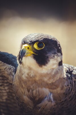 Close-up op vogeloog