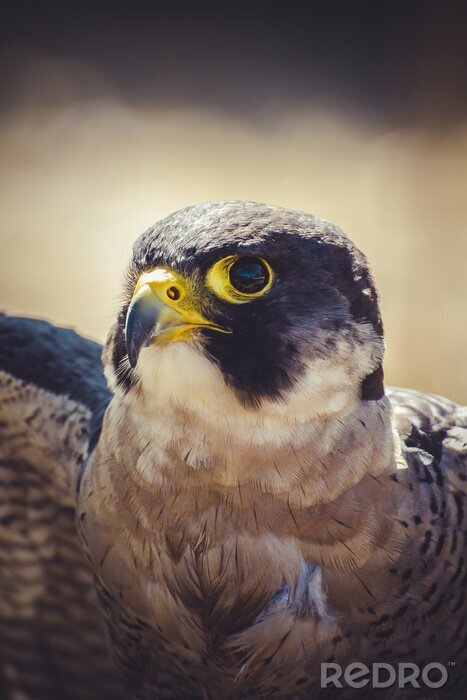 Fotobehang Close-up op vogeloog