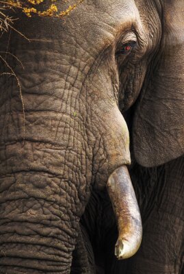 Fotobehang Close-up portret van een olifant