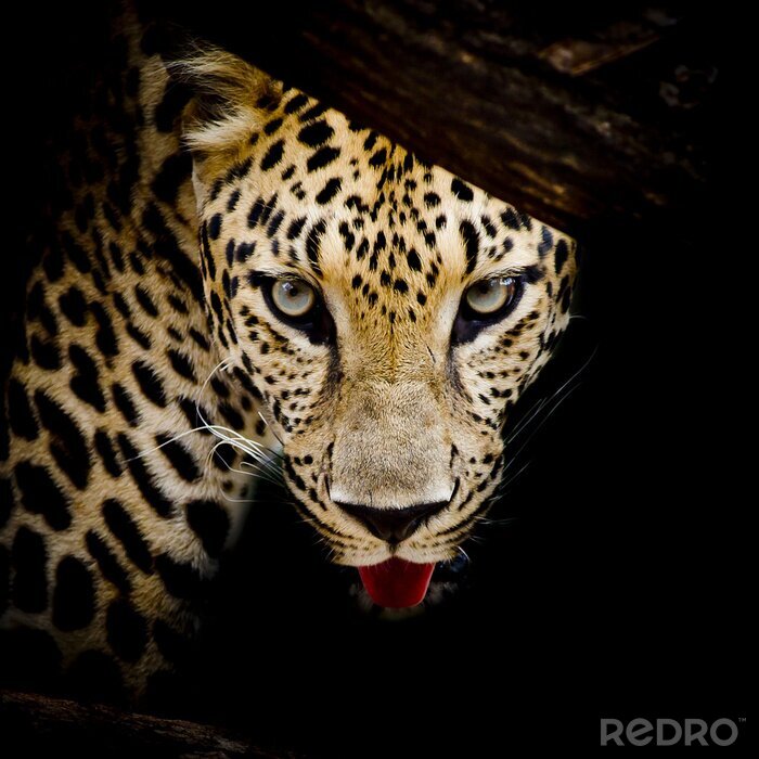 Fotobehang Close-up portret van een wild dier