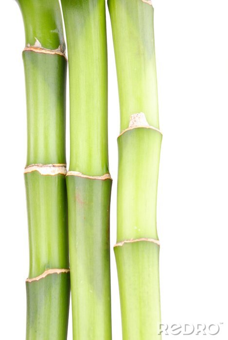 Fotobehang Close-up van bamboe