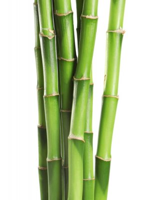 Close-up van bamboe stengelstructuur