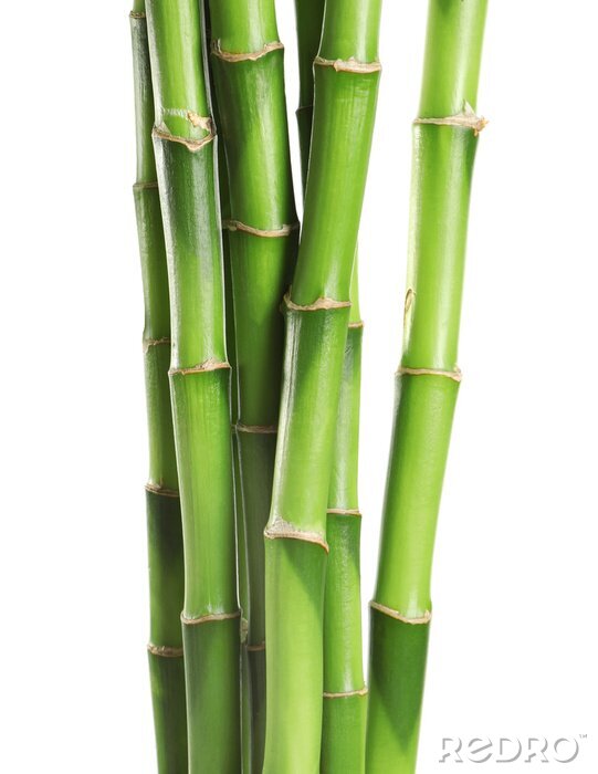 Fotobehang Close-up van bamboe stengelstructuur