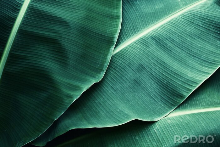 Fotobehang Close-up van bananenbladeren
