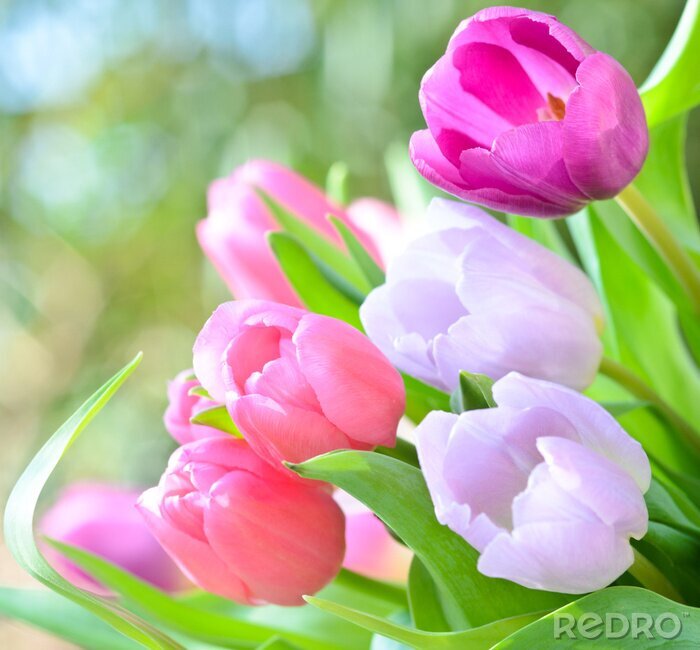 Fotobehang Close-up van bloemen