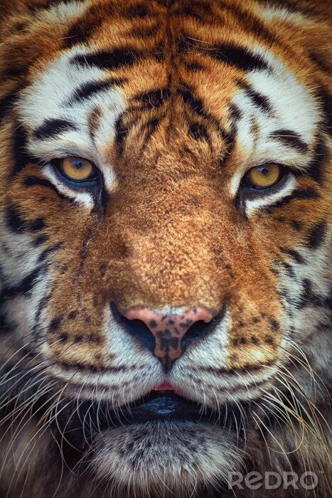 Fotobehang Close-up van de kop van een tijger
