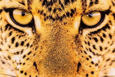 Fotobehang Close-up van de ogen van een luipaard