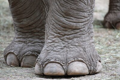 Fotobehang Close-up van de poten van een olifant